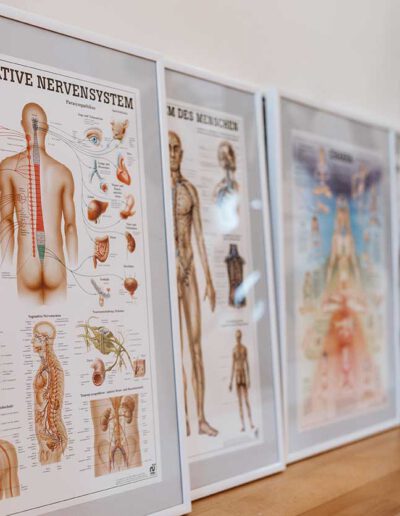 Anatomy Bilder Yogatherapie